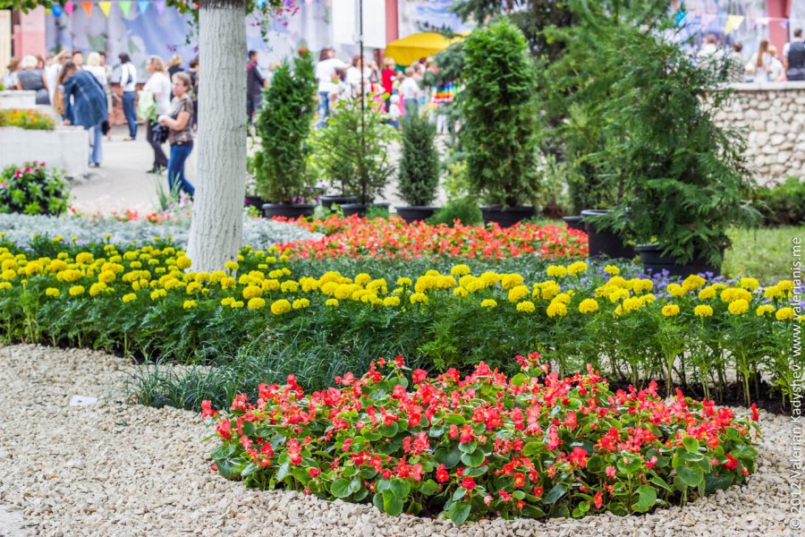 Цветочки в клумбе в городе