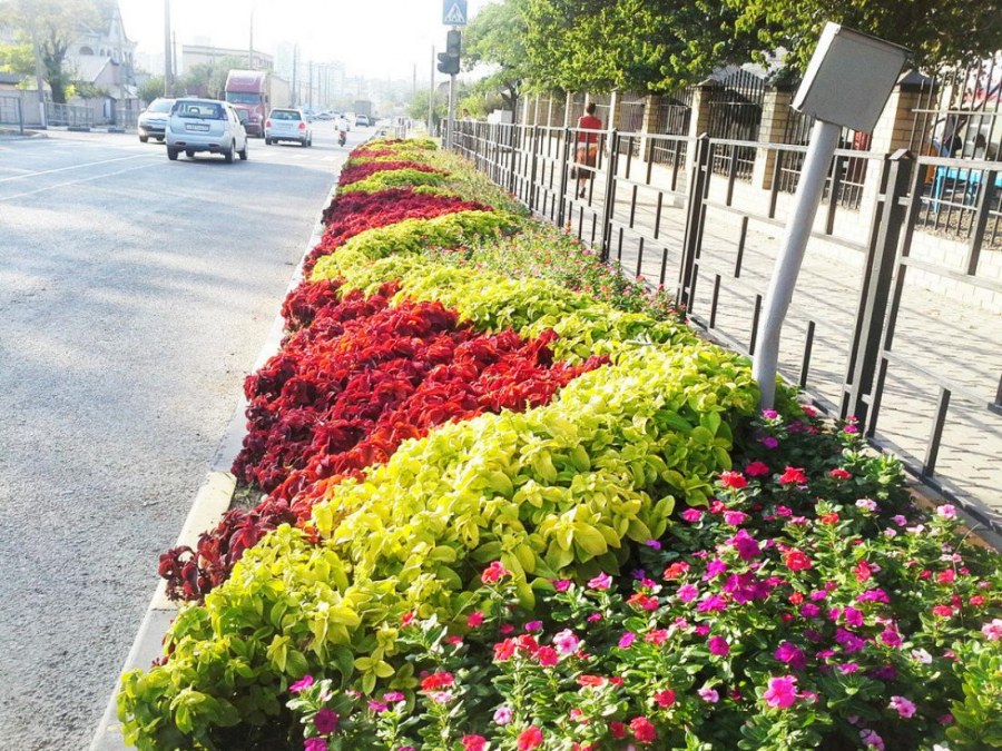 Городские цветники