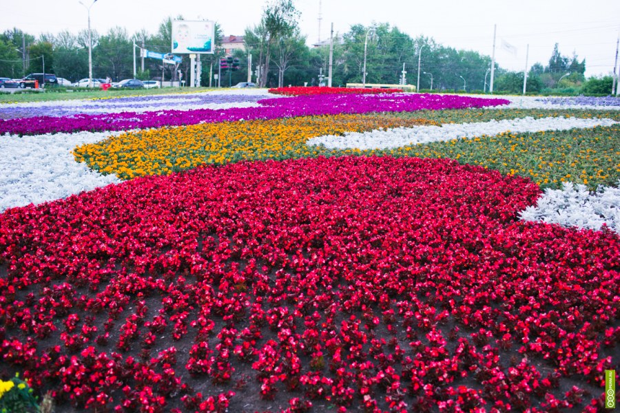 Цветы на клумбе в городе