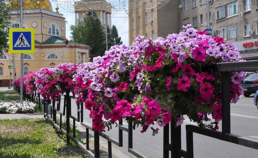 Петуния ампельная вертикальное Озеленение
