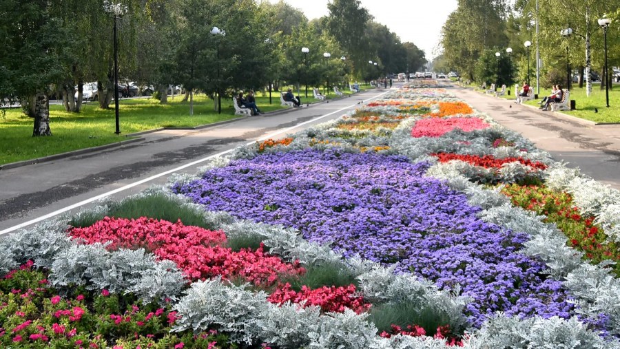 Агератум на клумбе