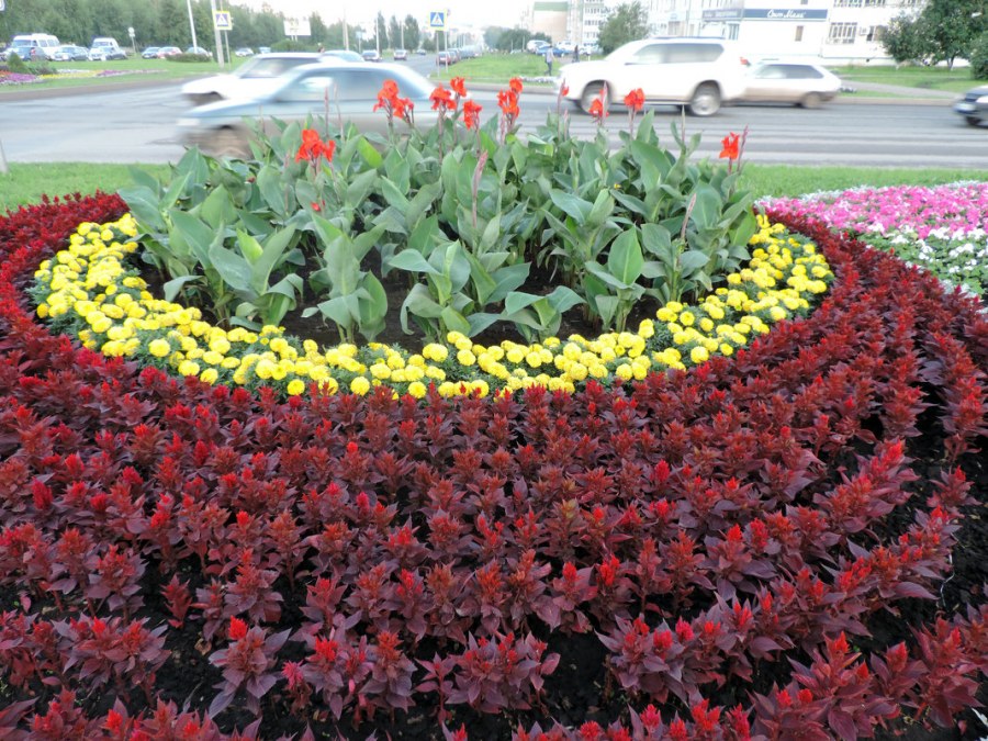 Сальвия Моноклумба