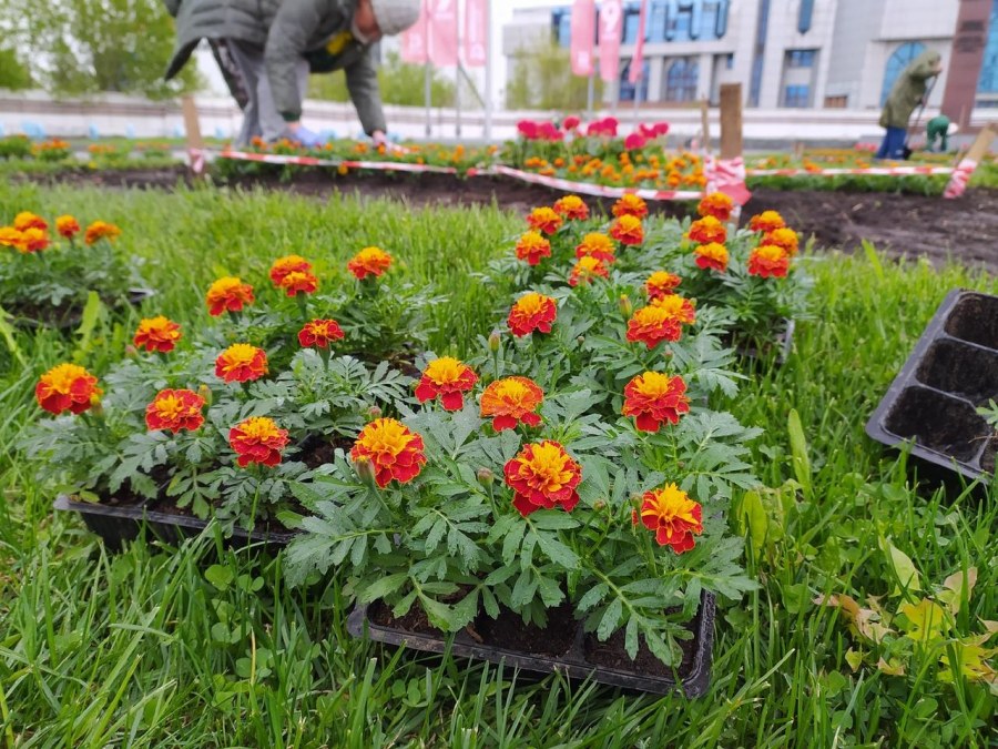 Эшшольция агератум рабатка