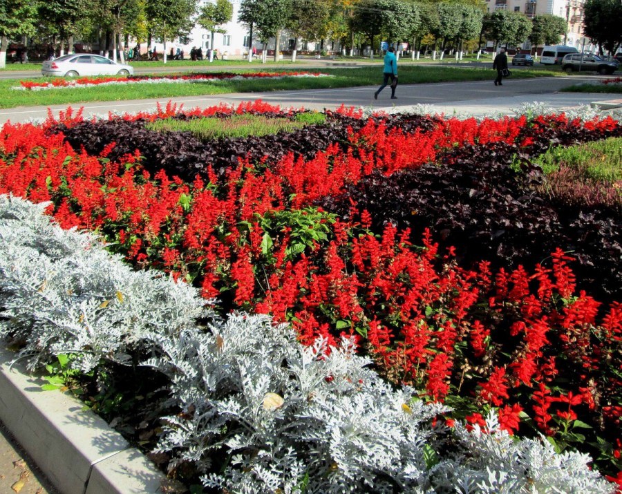 Сальвия и бархатцы на клумбе