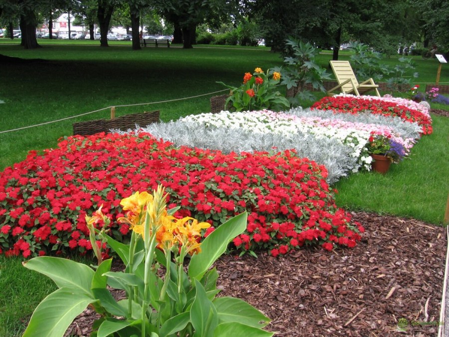 Однолетники для клумбы