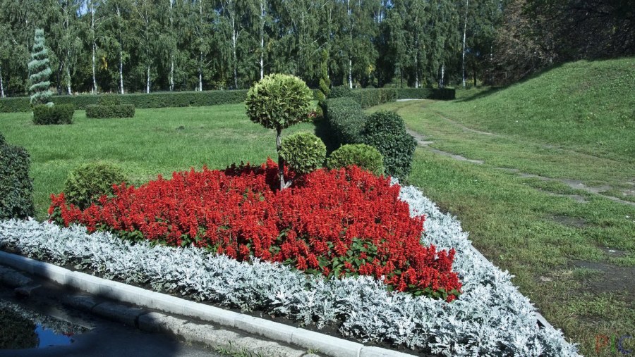 Клумбы бархатцы Сальвия цинерария