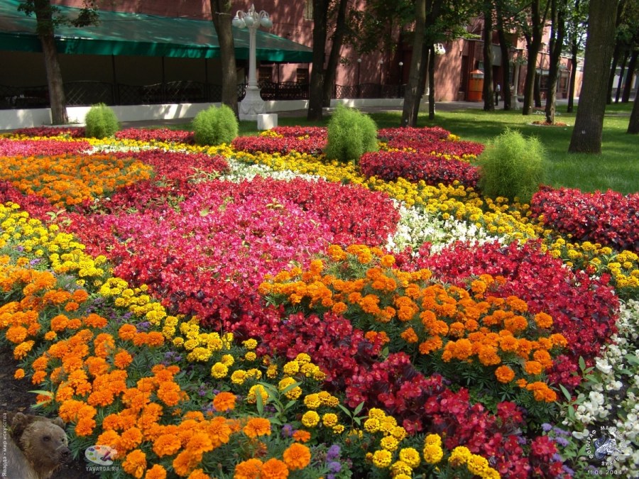 Моноклумба из бархатцев