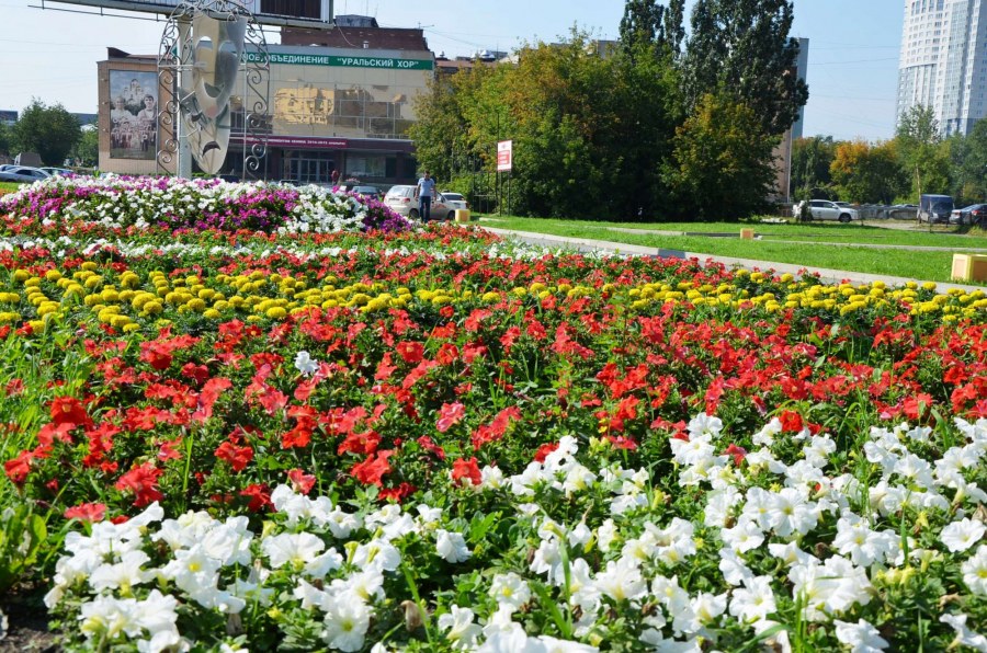 Цветы в городе названия на клумбе