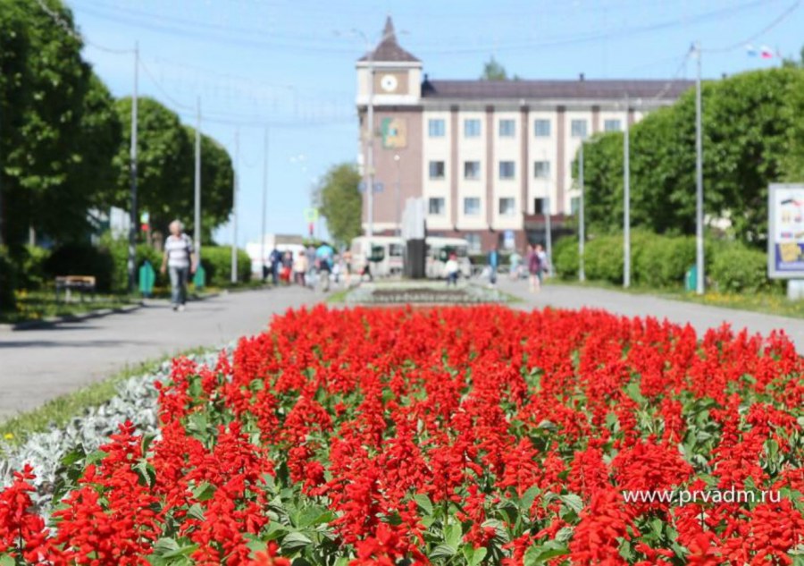 Цветы в городских клумбах название