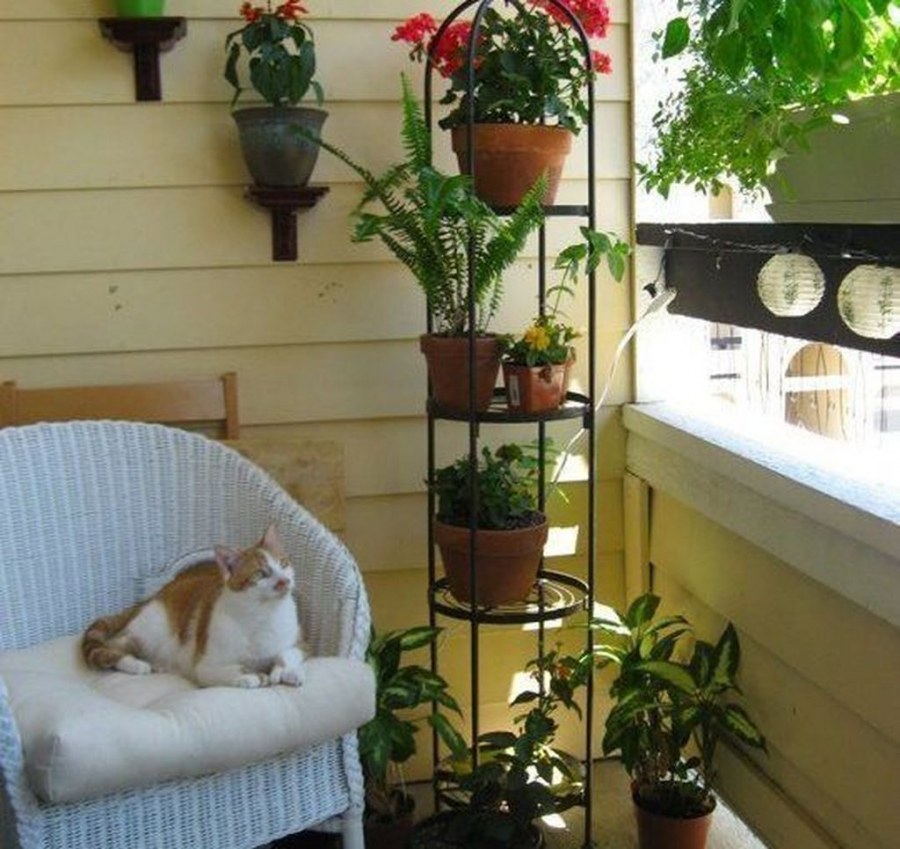 Комнатные растения