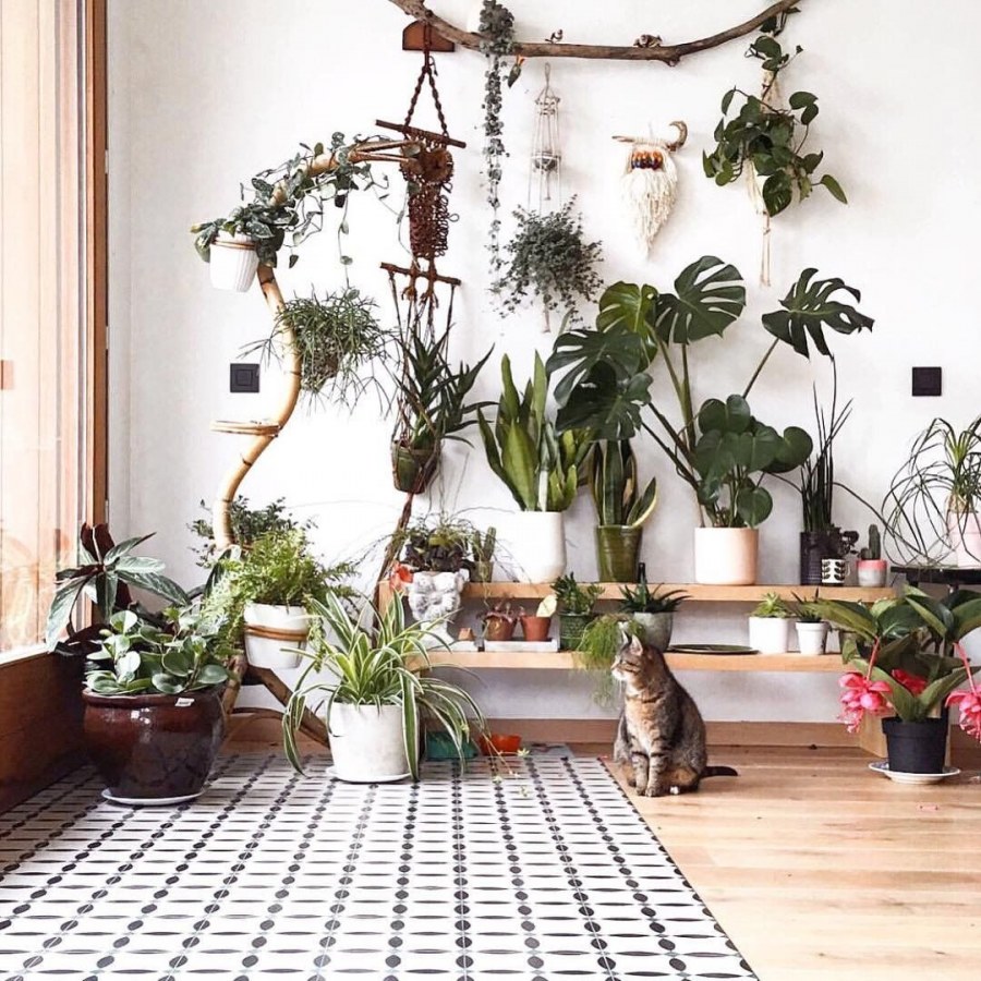 Комнатные растения в интерьере