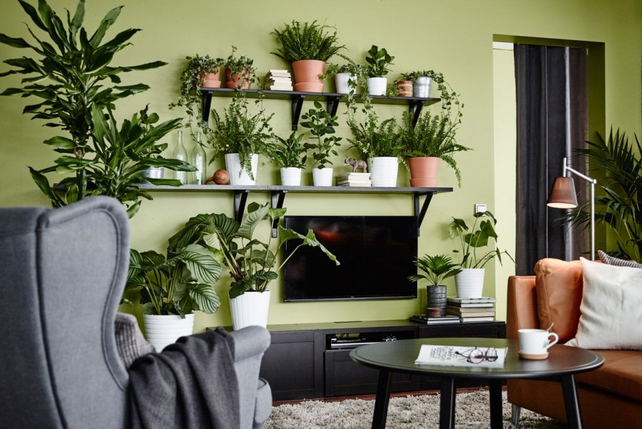 Растения в интерьере