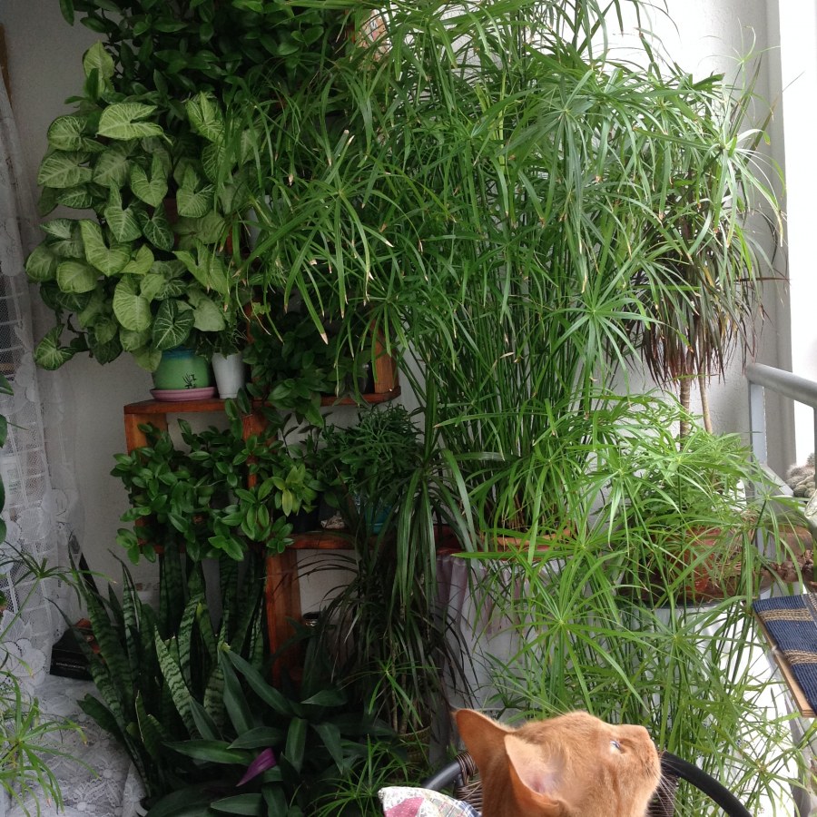 Домашняя оранжерея