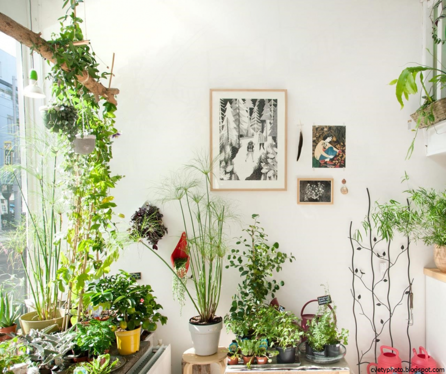 Комнатные цветы в интерьере