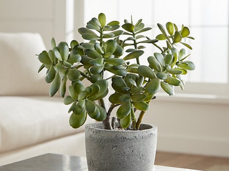 Панно денежное дерево