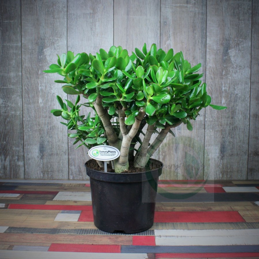 Крассула (денежное дерево)