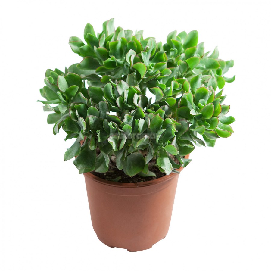 Денежное дерево сувенир