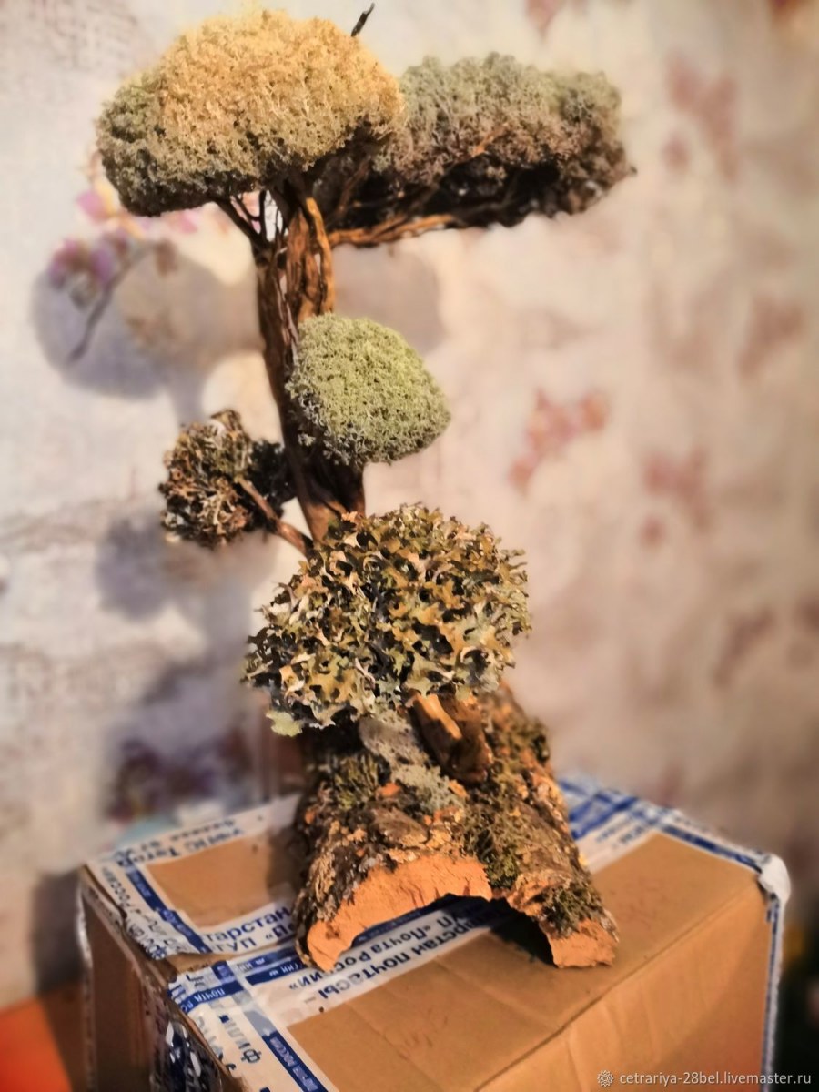 Дерево приносящее