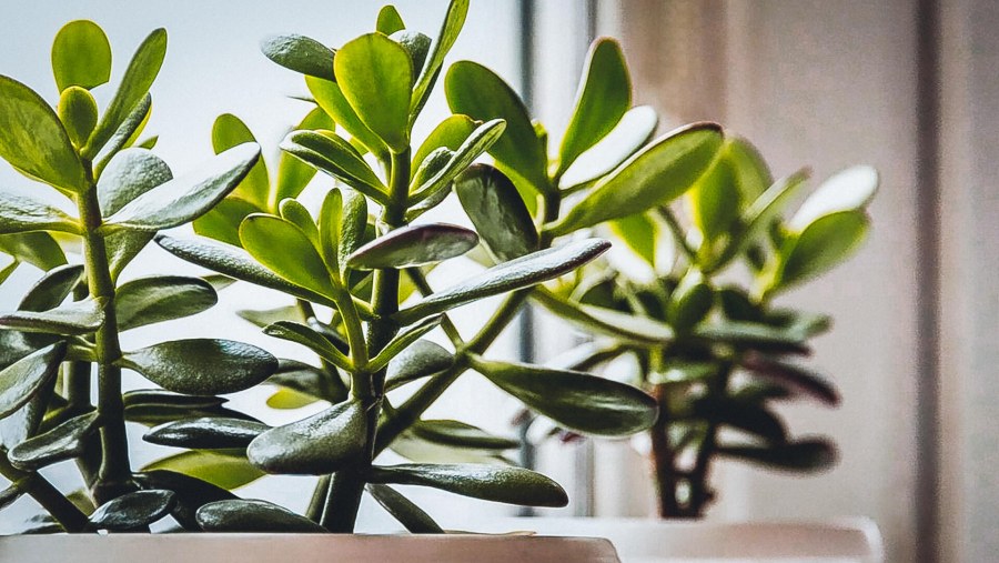 Крассула Купера