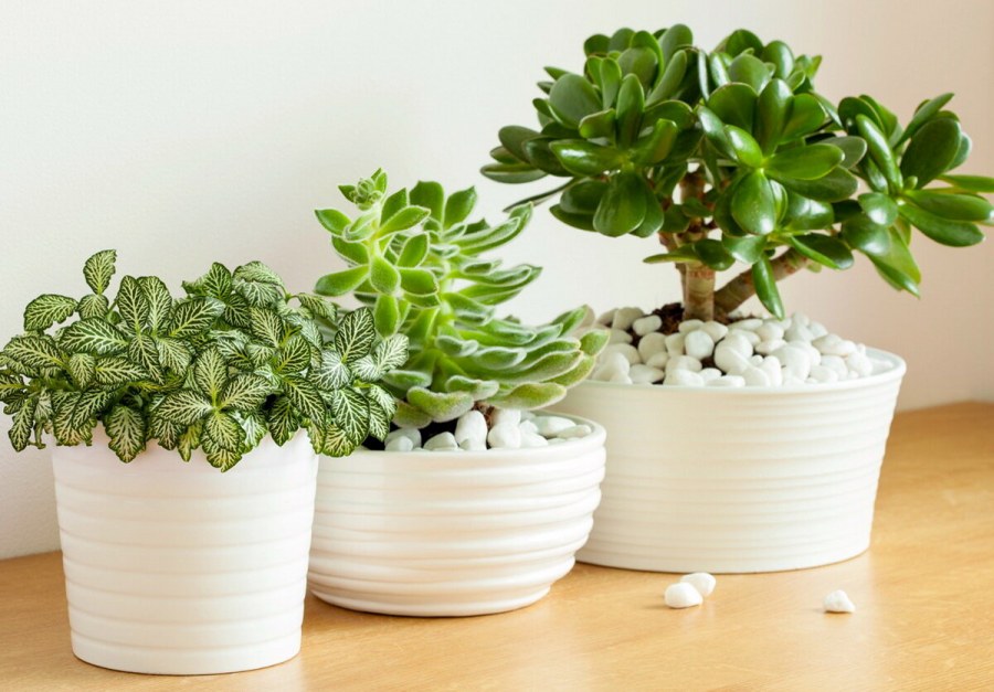 Толстянка лекарь