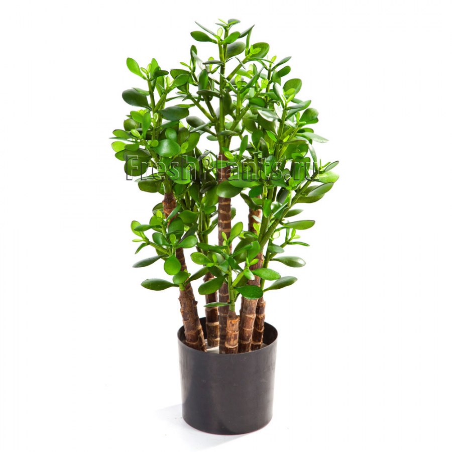 Денежное дерево Абрис арт