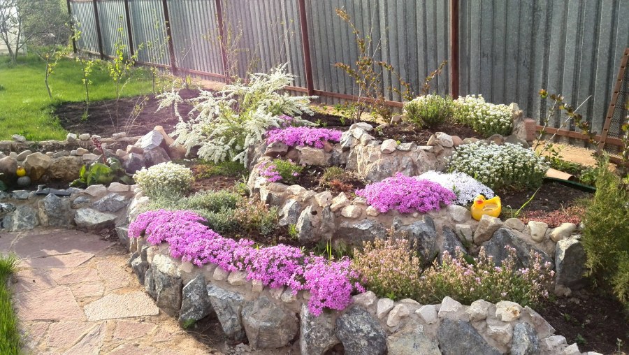 Альпинарий вокруг сирени