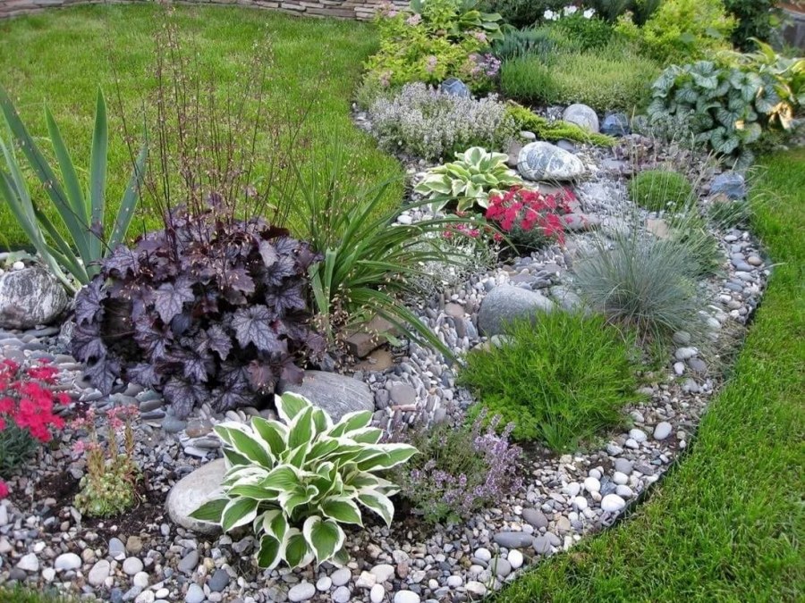 Колокольчик Биберштейна рокарий