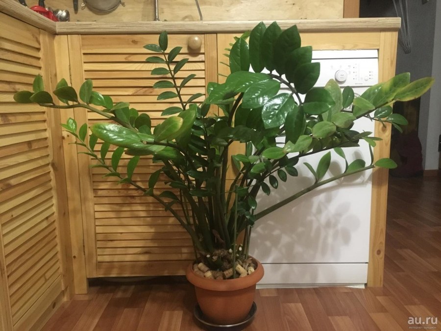 Замиокулькас стрелка