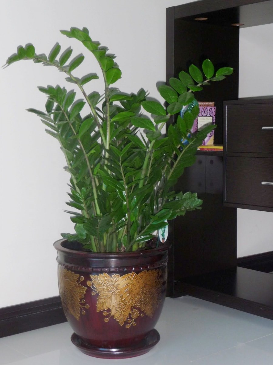 Эмеральд пальм