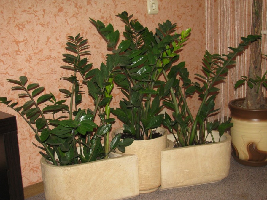 Замиокулькас фэн шуй