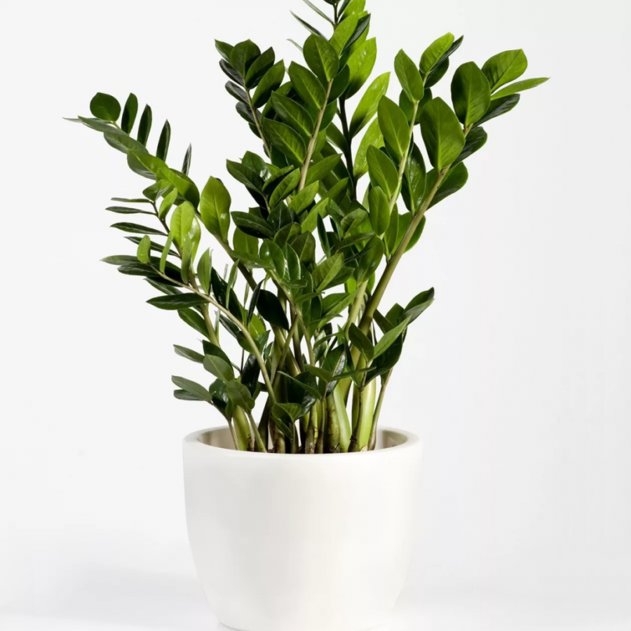 Замиокулькас Замифолия