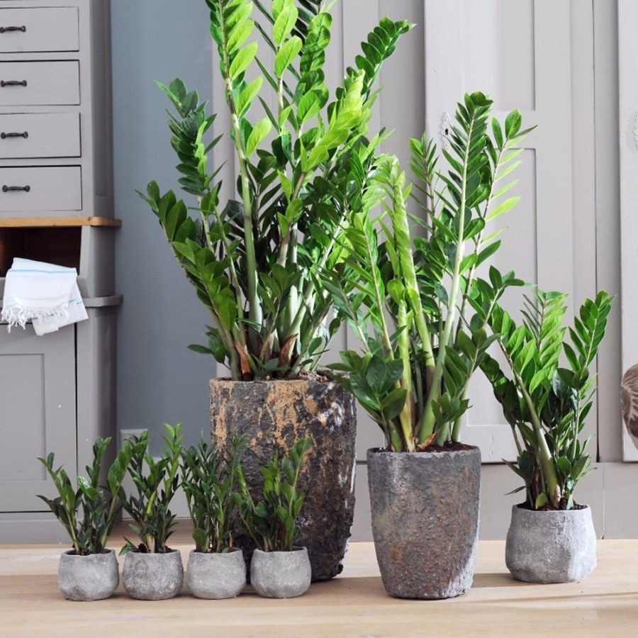 Кашпо Lechuza cubico 30