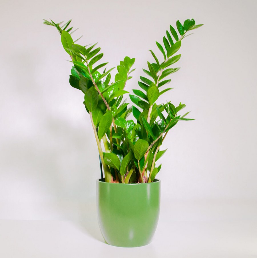 Замиокулькас Замифолия