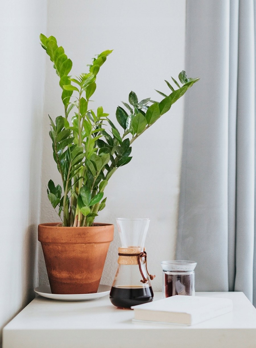 Замиокулькас долларовое дерево