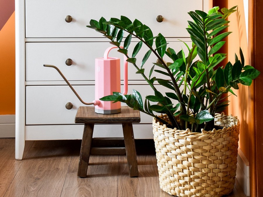 Суккуленты замиокулькас