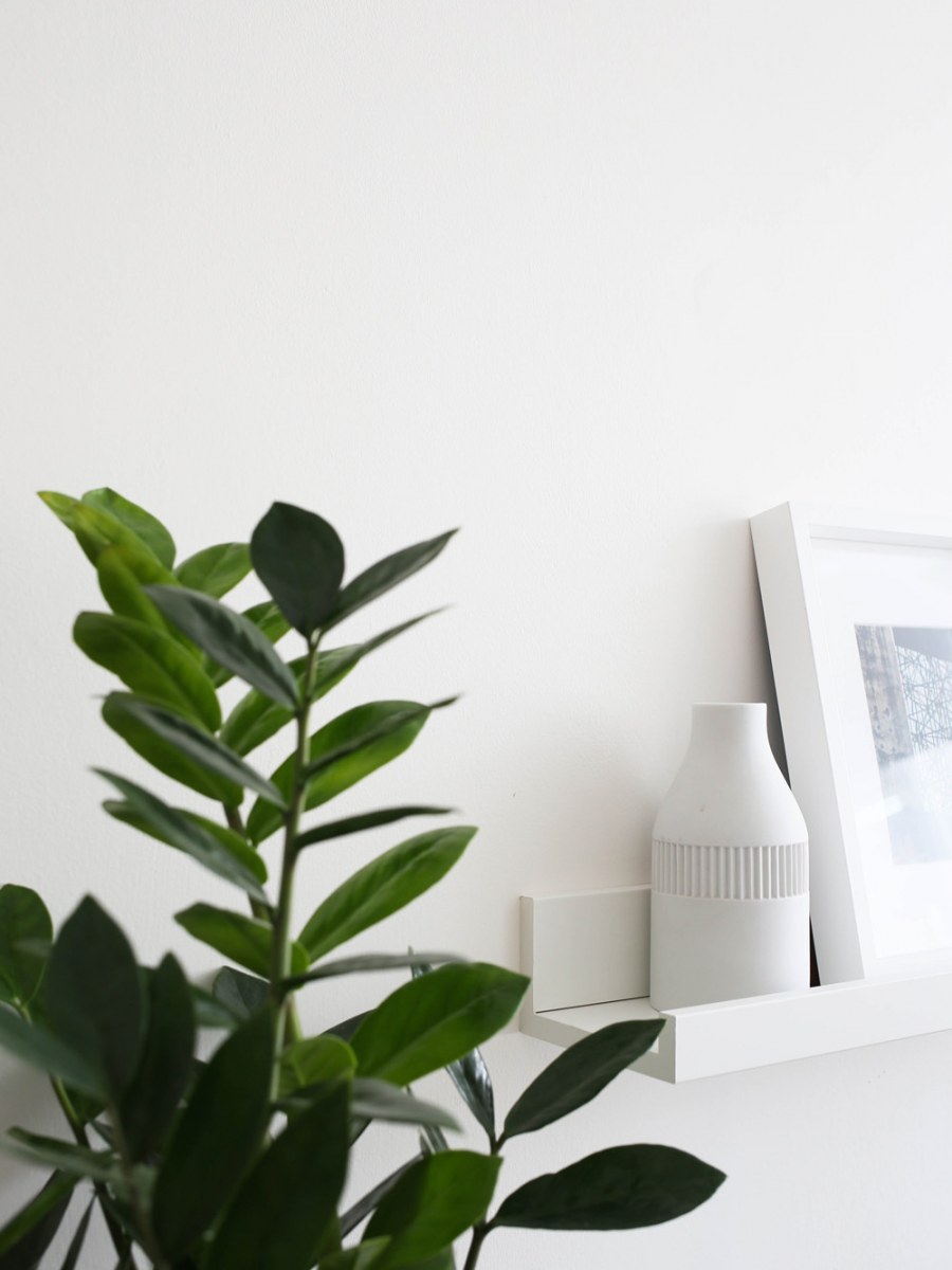 Замиокулькас в горшке