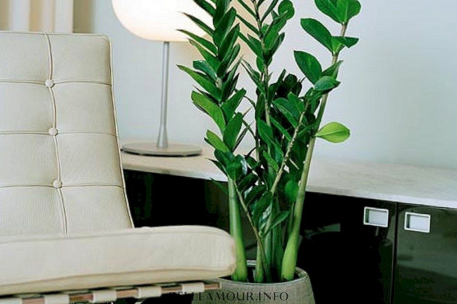 Долларовое дерево Занзи