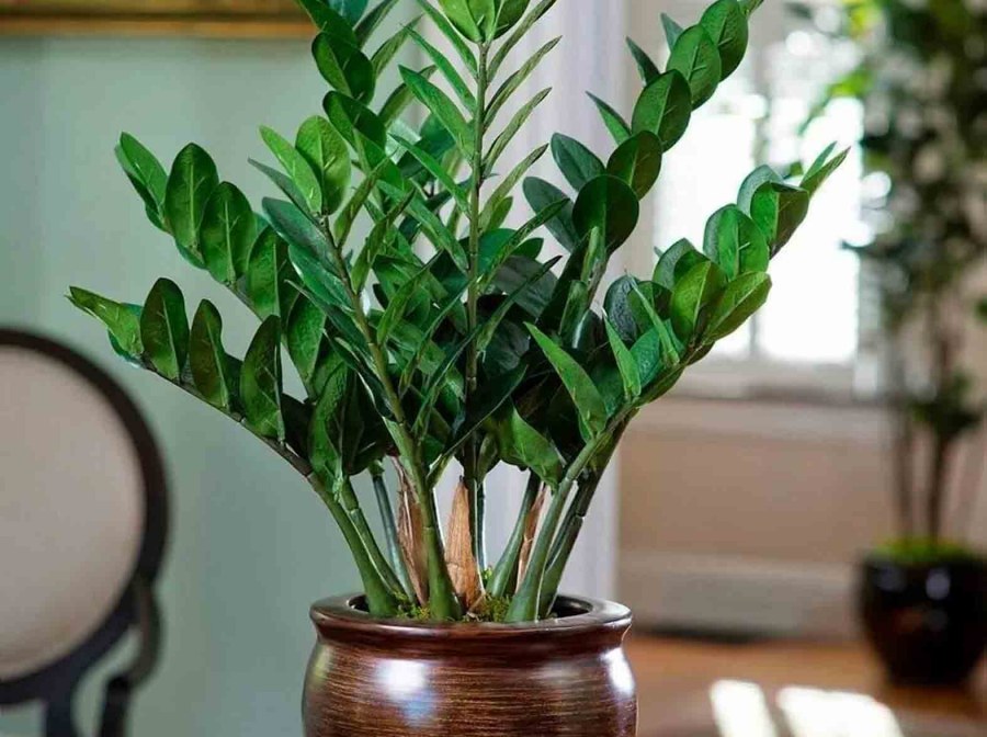 Денежное дерево замиокулькас