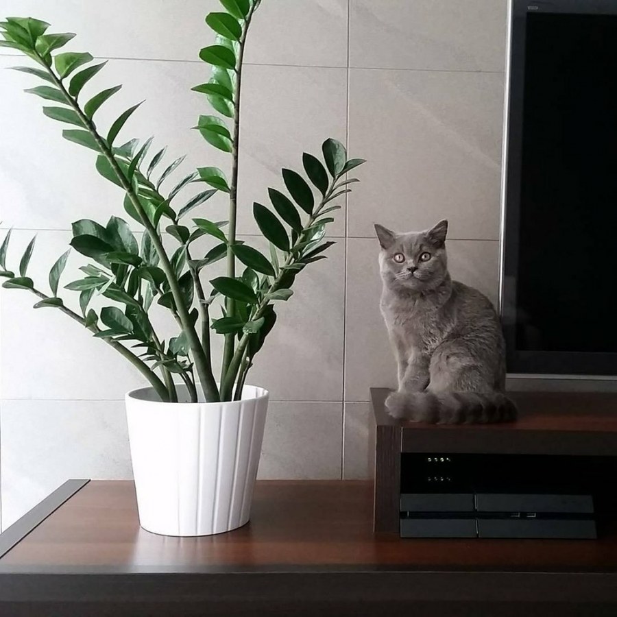 Куда поставить долларовое дерево