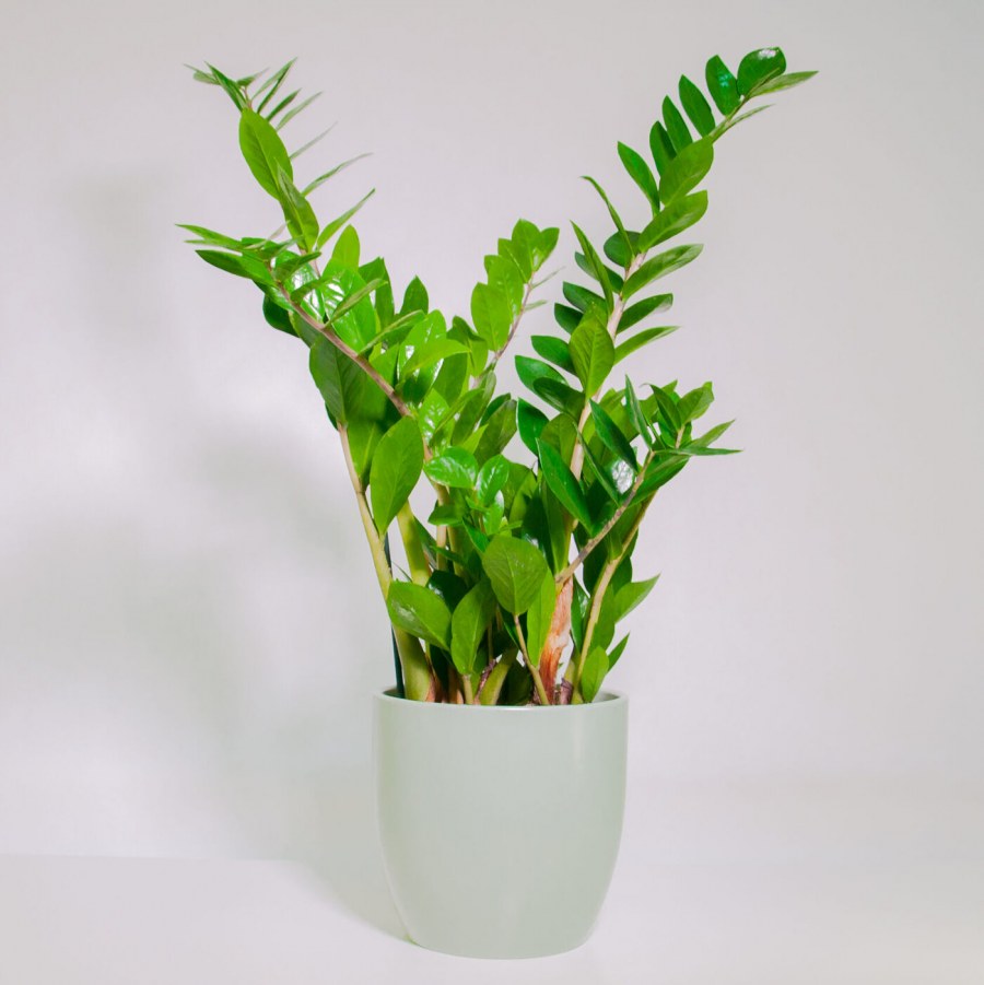 Офисный цветок замиокулькас