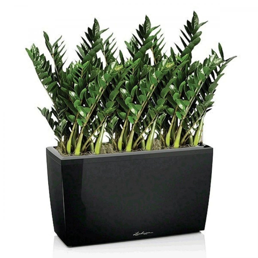 Замиокулькас цветок