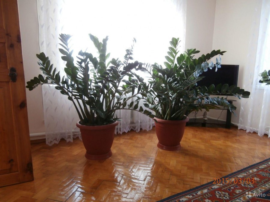 Офисное растение замиокулькас