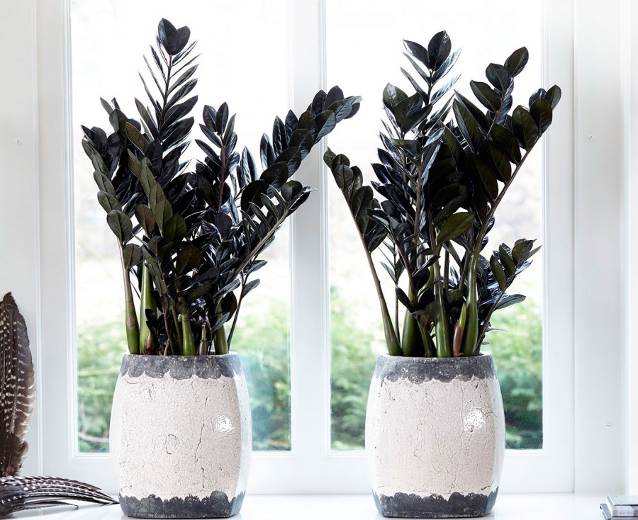 Цветок похож на долларовое дерево светло зеленый