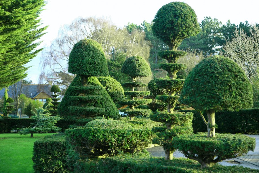 Топиарное искусство самшит