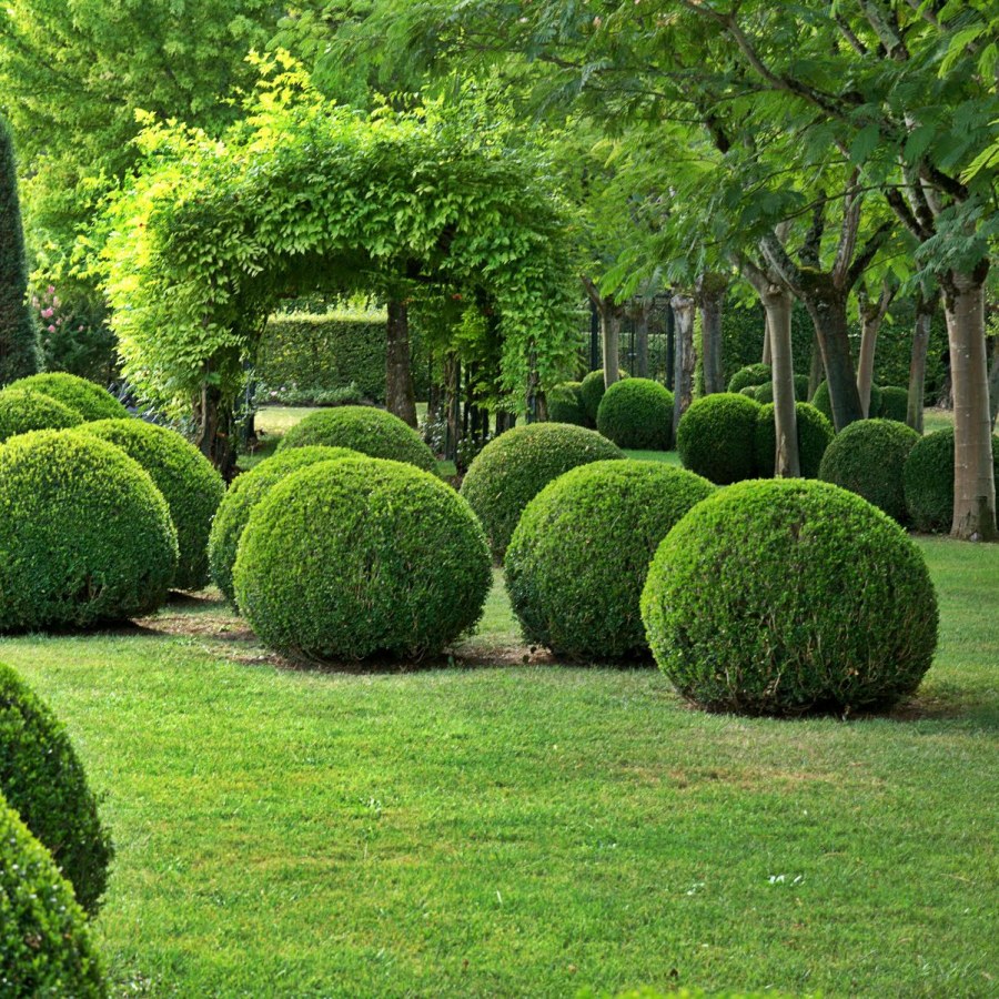 Buxus sempervirens самшит