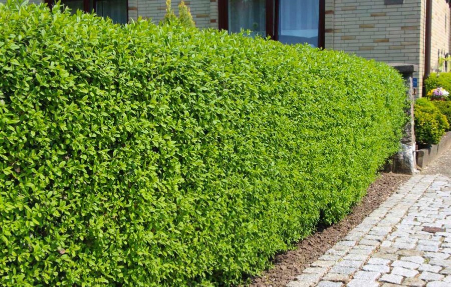 Бирючина обыкновенная (Ligustrum vulgare)