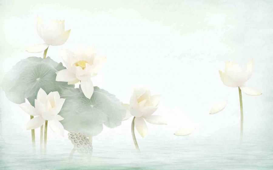 Белый Лотос