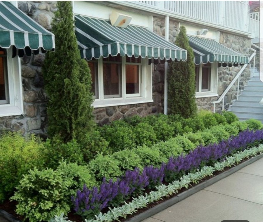 Самшит клумба Лаванда