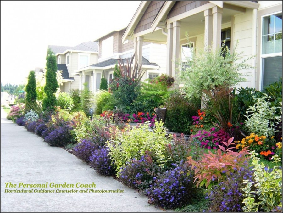 Лобелия вдоль дорожек