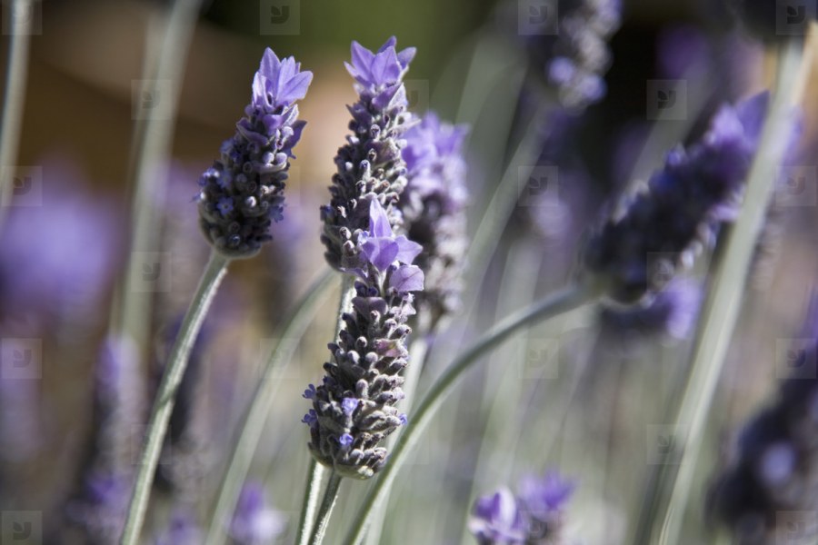 Сиренево розовая палитра